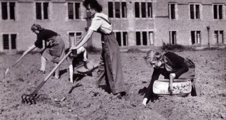 Students raking and collecting potatoes in the College grounds, taken by Fox Studios, 1942 (archive reference: GCPH 10/12/15)