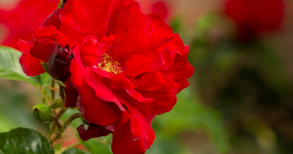 Sectarian Roses Legacies of Enslavement: the perspective of a women's college | Girton ...