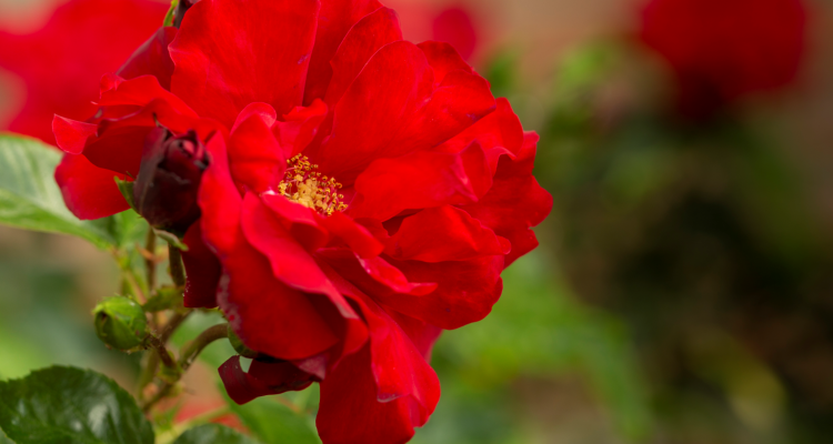 Image of a red rose