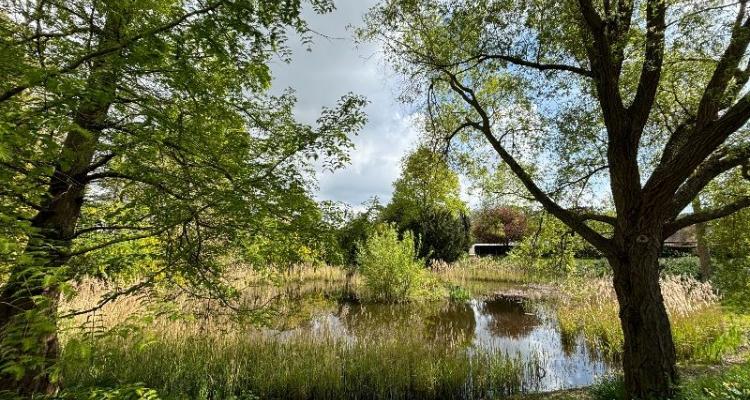 Photo of Girton College pond and gardens