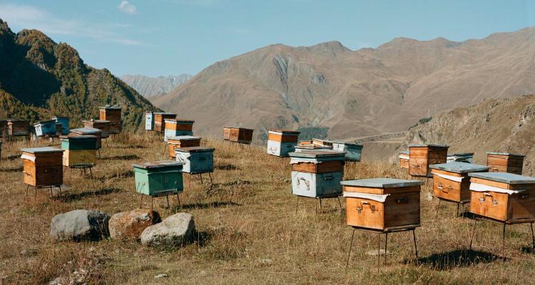 Scenic photograph BY JESS GOUGH in Gambino