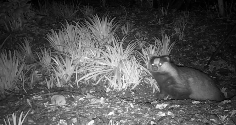 Night vision black and white image of a badger emerging from its sett in Girton College grounds