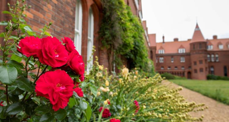 red roses in the college grounds