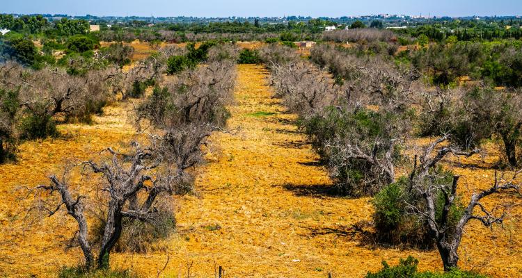 Dead olive trees from xylella fastidiosa, Italy. Credit: Fabiomichelecapelli