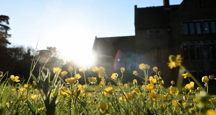 Black silhouette of Girton College in background, yellow buttercups in forefront of image