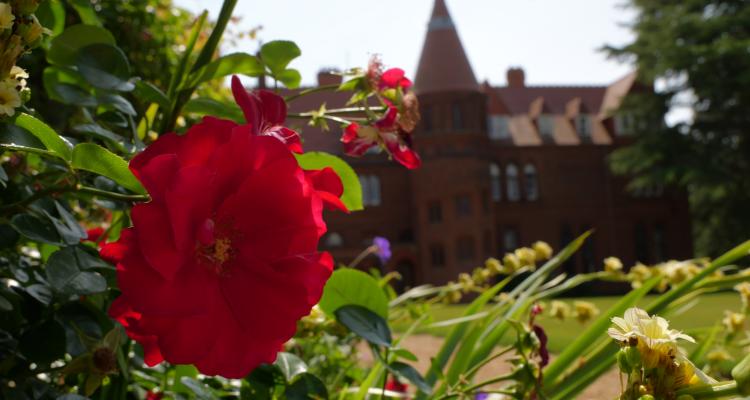 Emily Davies rose in foreground with Emily Davies Court at Girton College in background on a sunny day