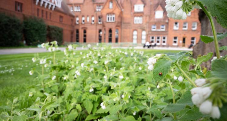 Ladybird on wildflower in Cloister Court, Girton College