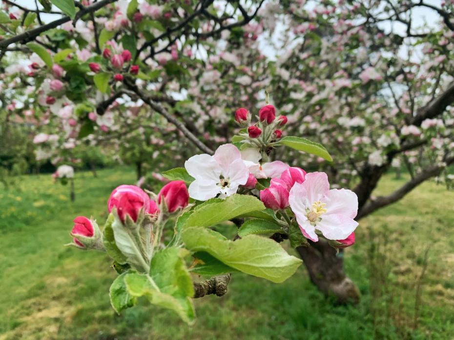 Gemma Brighten, Early morning orchard blossom photograph
