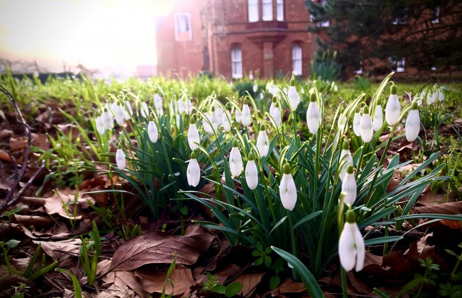 ‘Snowdrops’ by Wojciech Kolpak