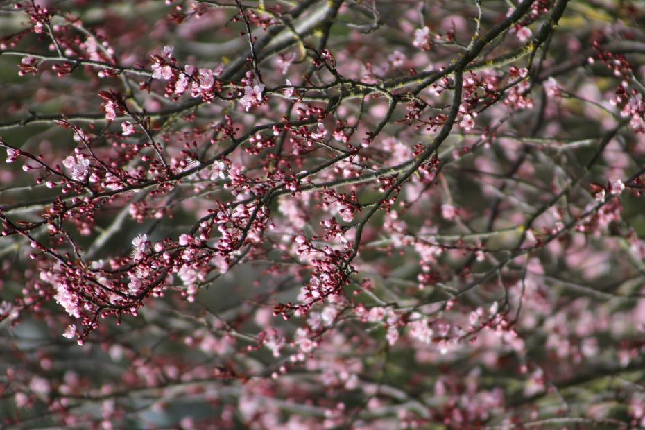 ‘Cerasus’ by Jules Pye 