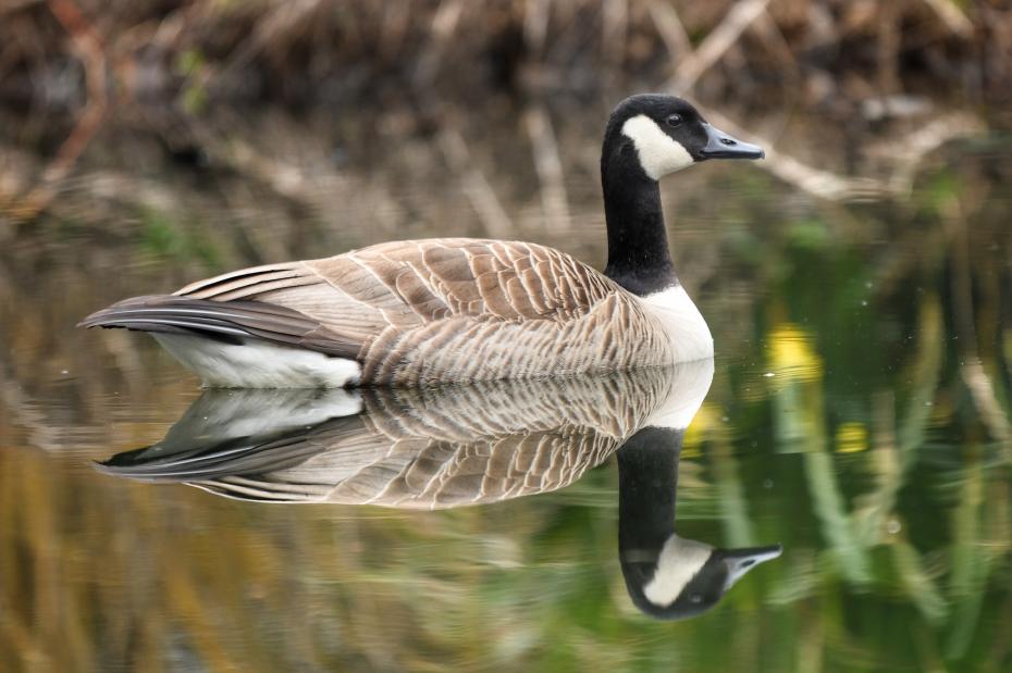 ‘Canada Goose on the Pond’ by Romain Baron
