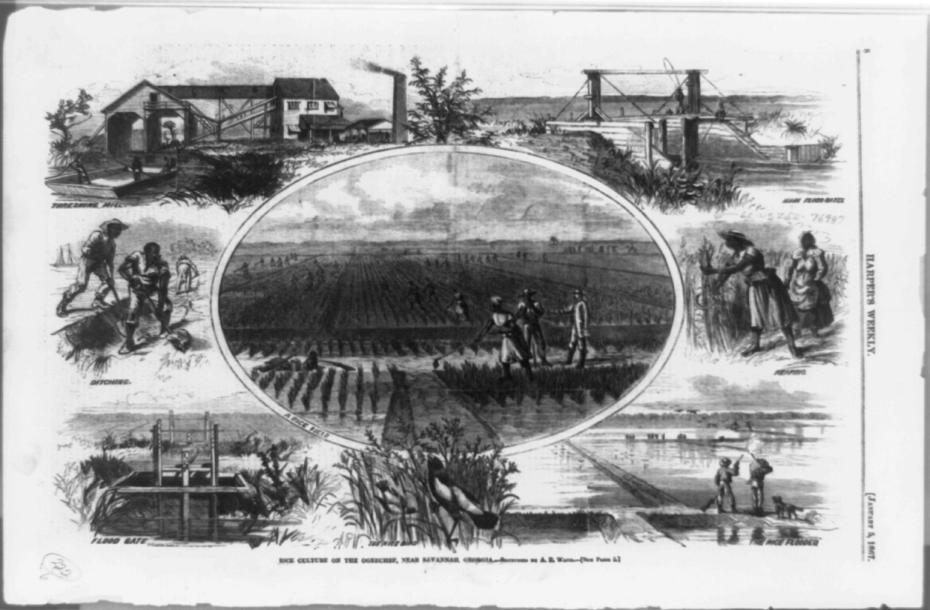 Waud, A. R. (1867) Rice culture on the Ogeechee, near Savannah, Georgia / sketched by A.R. Waud. Savannah Georgia, 1867. [Photograph] Retrieved from the Library of Congress, https://www.loc.gov/item/93510740/.